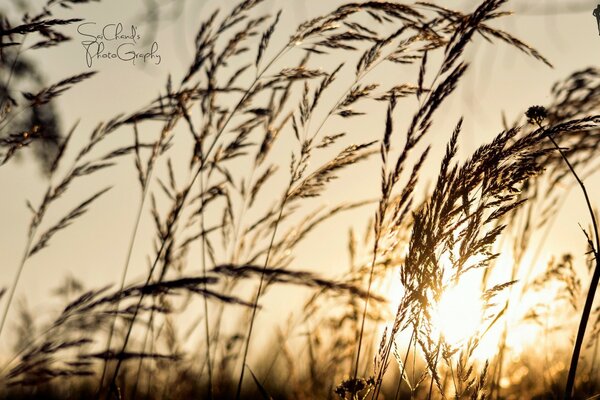 Wheat in the field at sunset