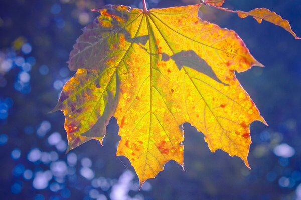 Feuille d érable sur fond bleu foncé