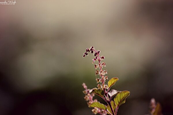 Fokussierte Blume, die Schönheit der Natur