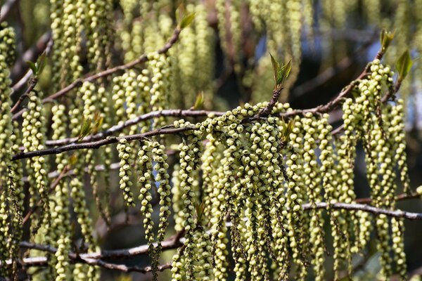 The tree is blooming, and spring is coming