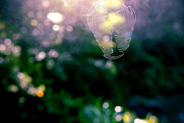 O sol brilha através de uma fina teia de aranha