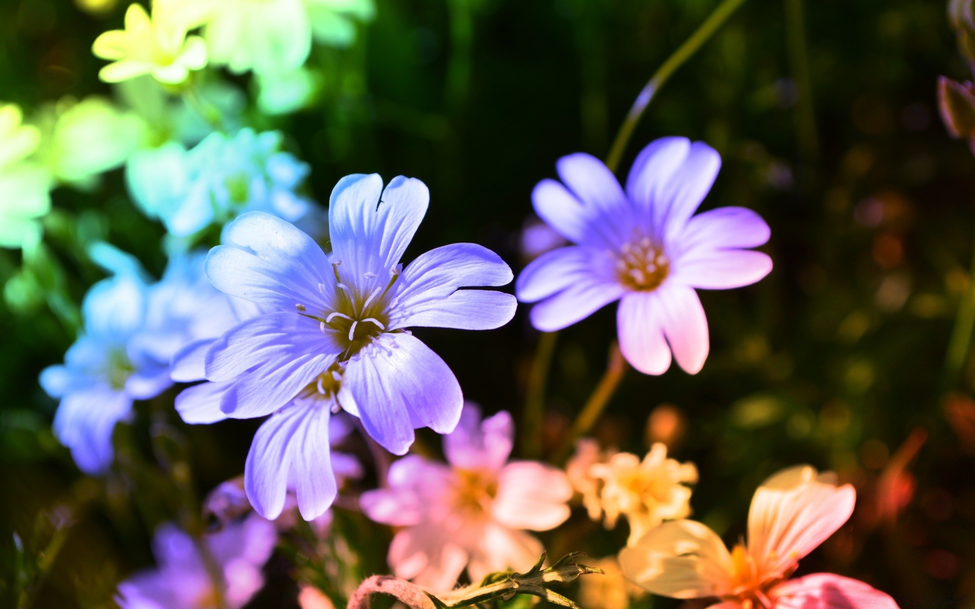 couleurs vives fleur nature jardin flore été couleur bluming floral pétale feuille belle saison lumineux champ gros plan