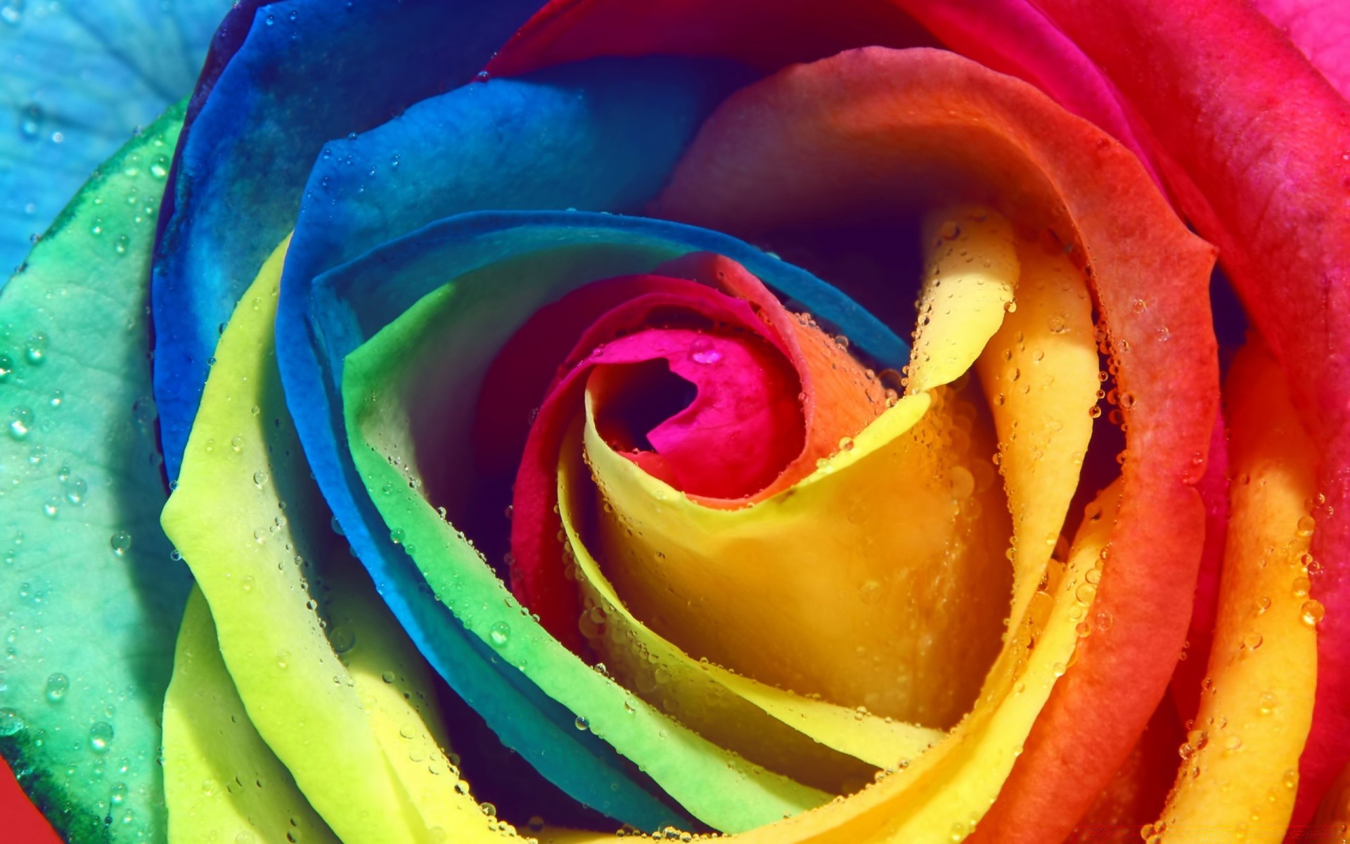 bright colors rose flower affection love petal color nature motley dew romance water desktop blooming rainbow anniversary