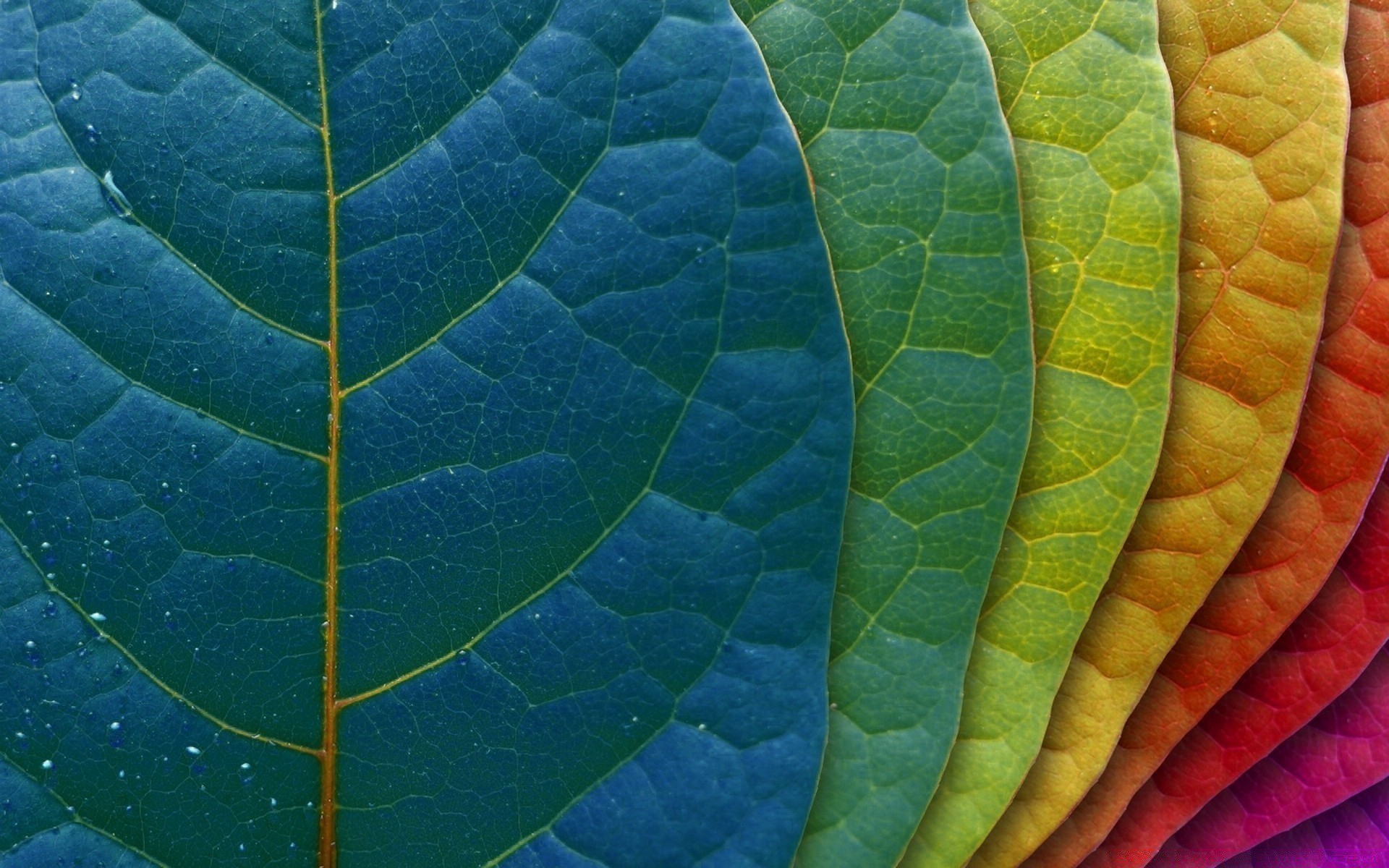 cores brilhantes folha natureza flora crescimento outono veias brilhante chuva verão fotossíntese orvalho jardim ecologia textura