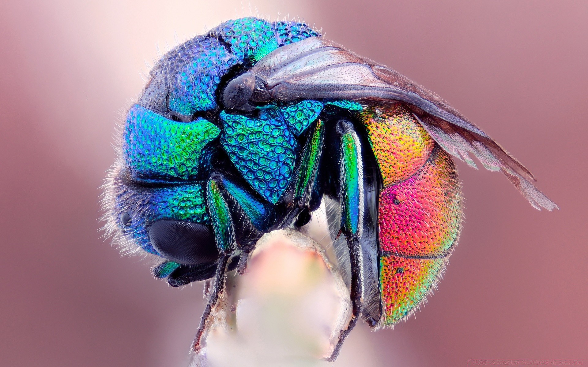 bright colors nature color animal wildlife insect wing beautiful fly close-up portrait