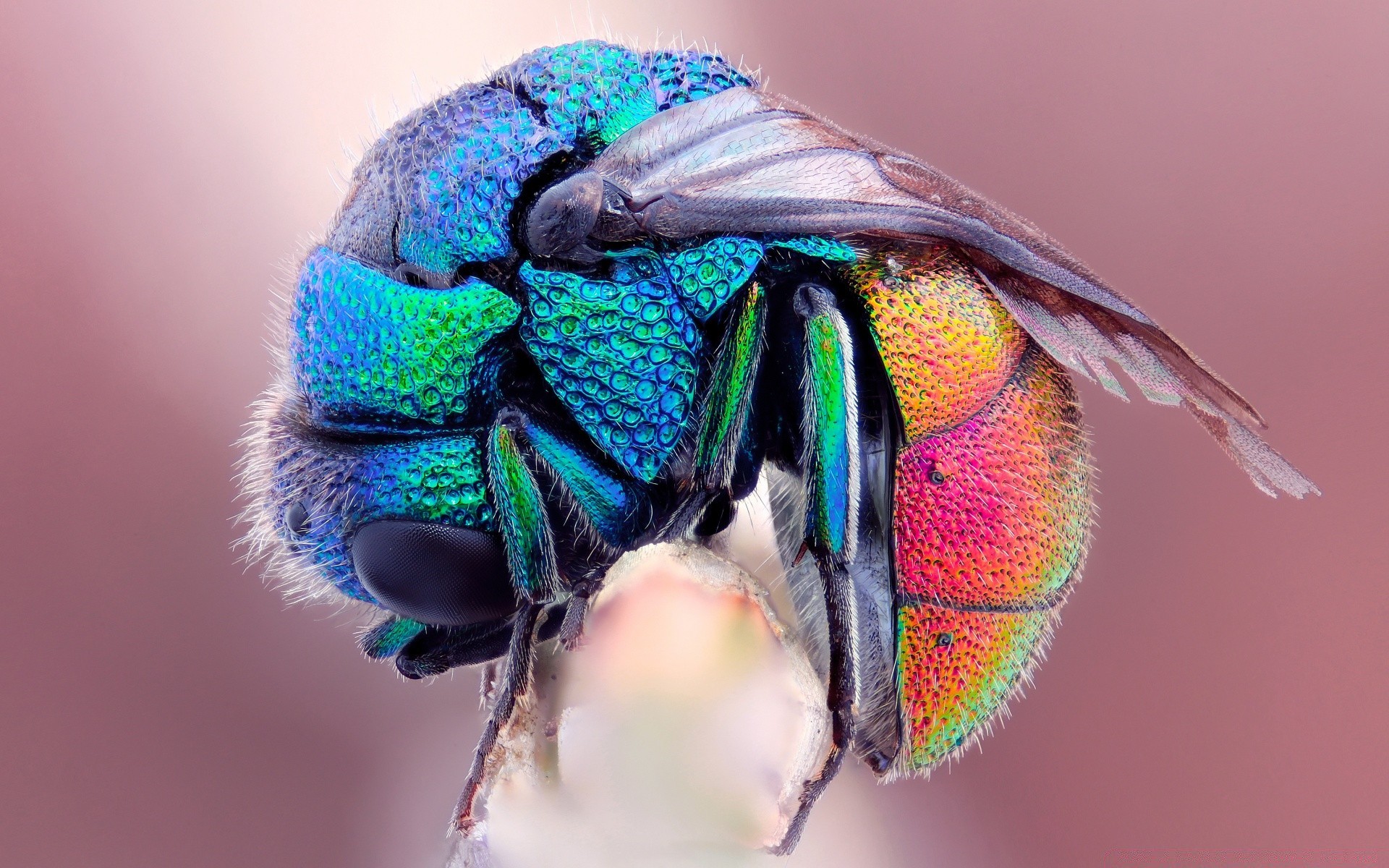 vernice brillante natura colore animale fauna selvatica insetto ala bella volare close-up ritratto