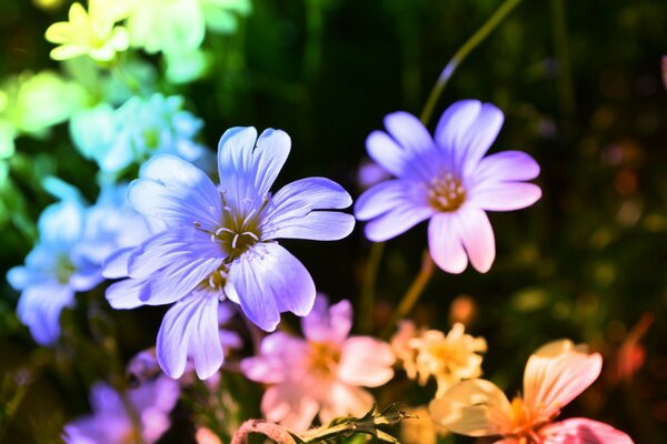 A bouquet of variegated flowers in the rays of the sun