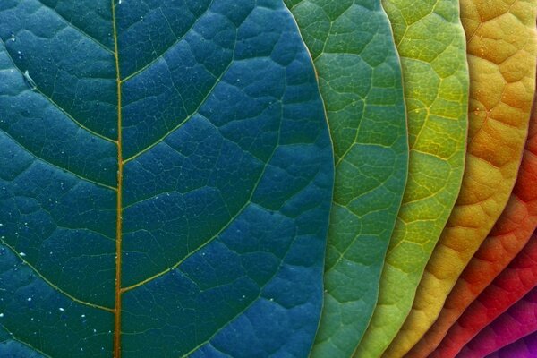 Couleurs multicolores dans les feuilles de la nature