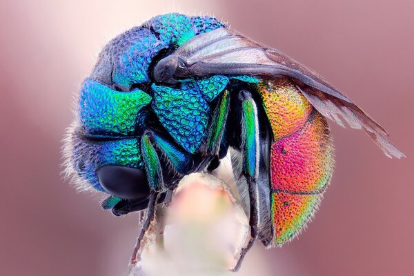 明亮的颜色在放大格式的昆虫