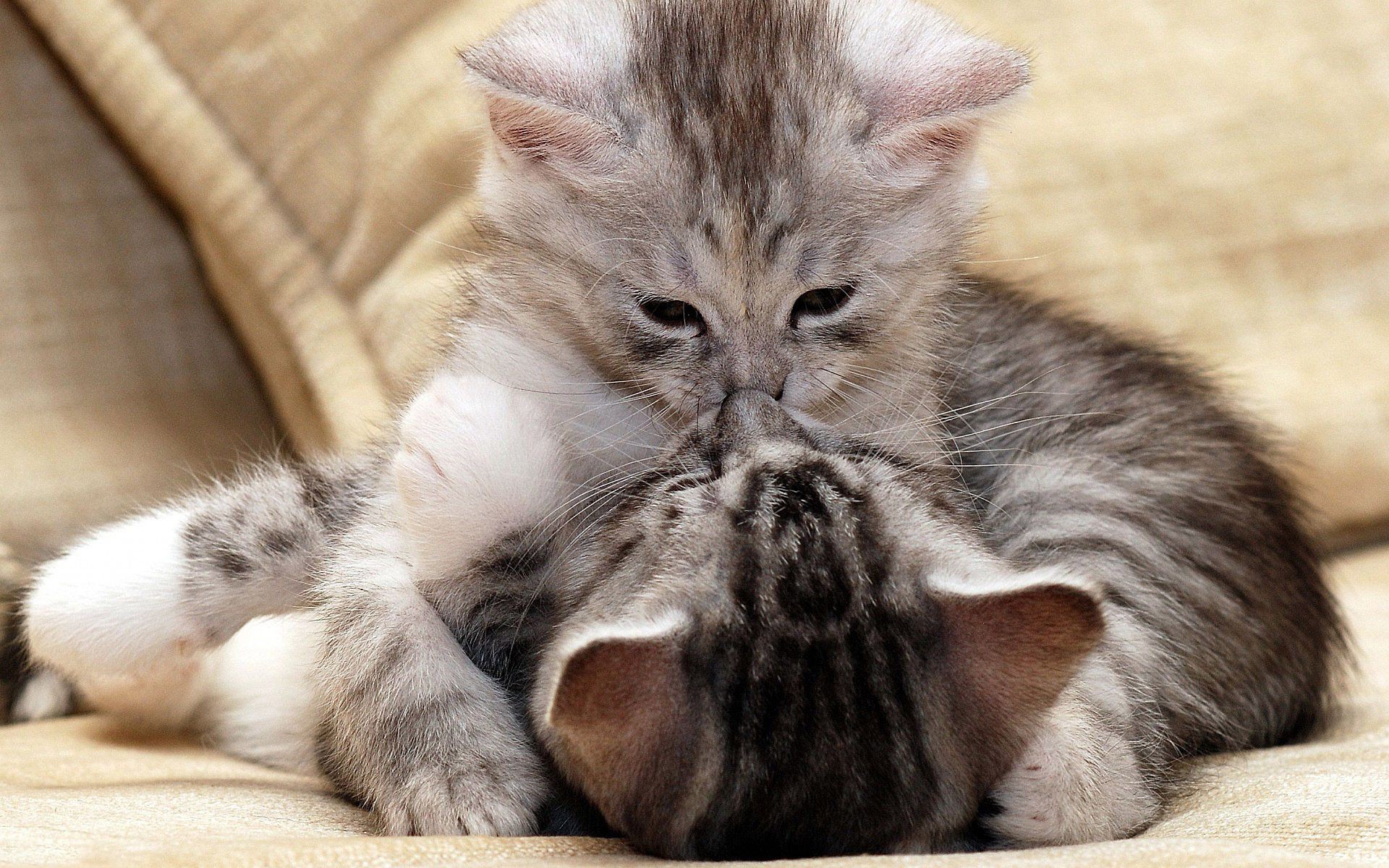 gatos gato animal fofa doméstico animal de estimação gatinho mamífero pele para baixo retrato jovem pequeno fofo adorável bebê sono sentar tabby olho puro-sangue