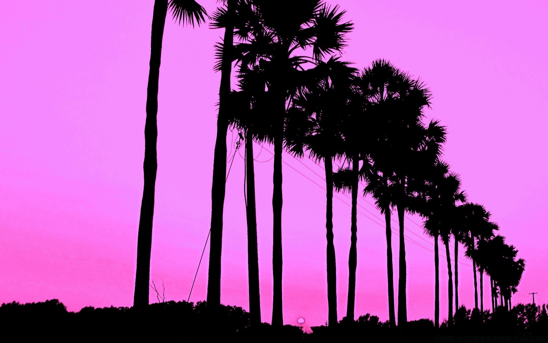 bright colors beach tree palm tropical seashore nature sunset sun ocean exotic silhouette summer island sand sky coconut