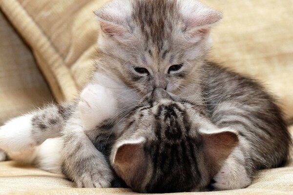 Pequeños gatitos grises besándose
