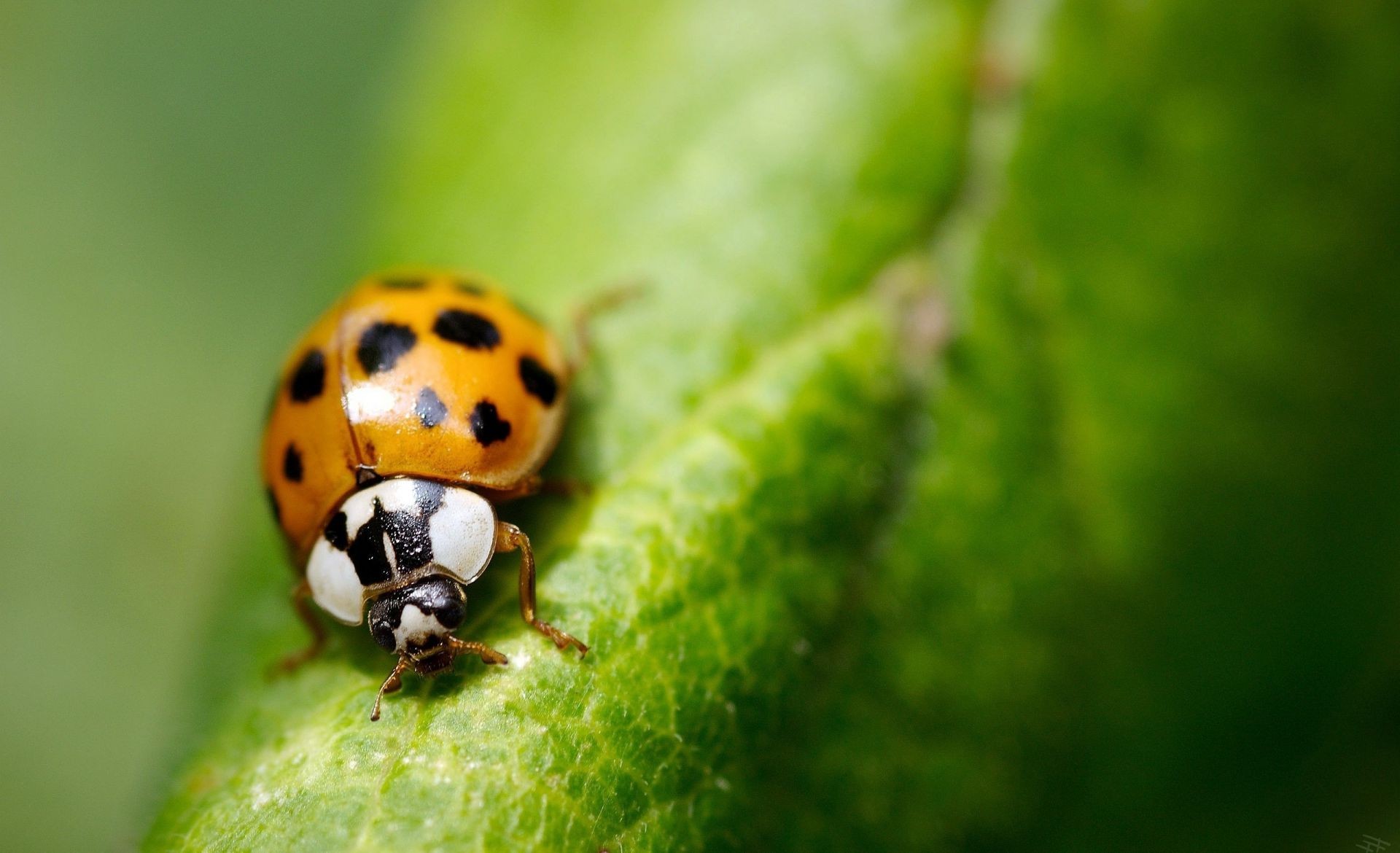 insectos insecto mariquita escarabajo naturaleza hoja poco biología verano pequeño vida silvestre al aire libre