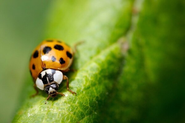 Insect ladybug close-up