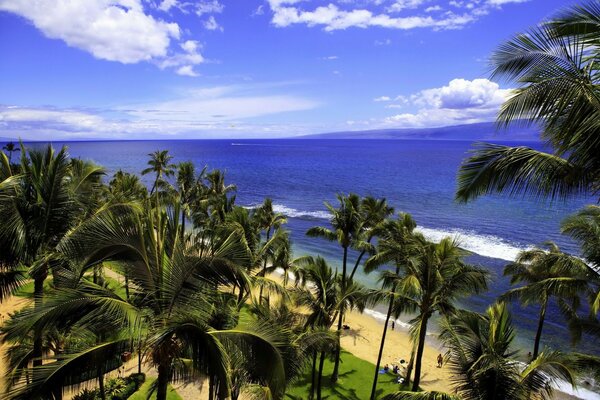 Tropical palm trees on the background of the ocean