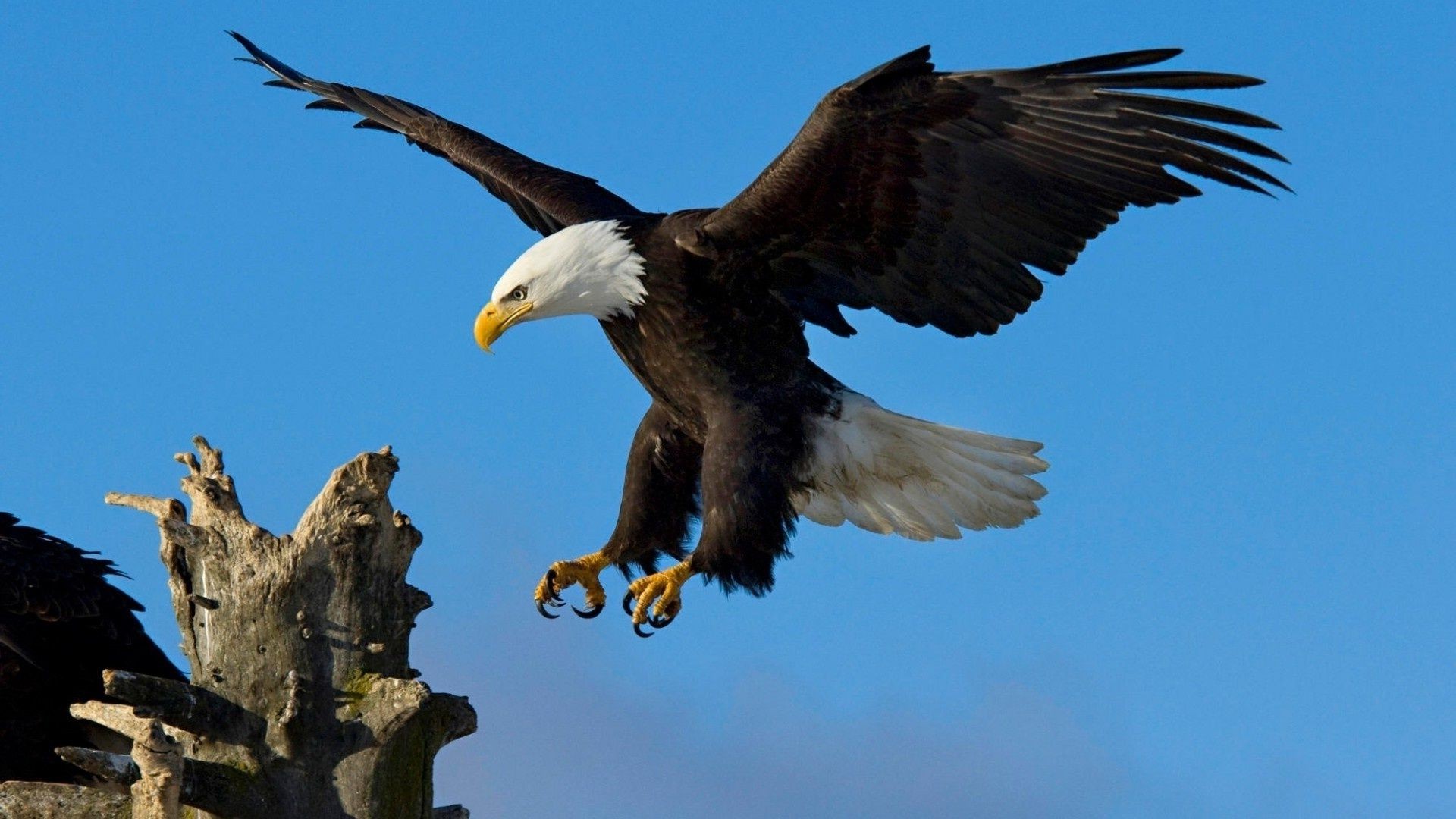 animali raptor aquila uccello aquila calva fauna selvatica volo calvo preda animale cielo natura all aperto ala predatore avvoltoio falco libertà