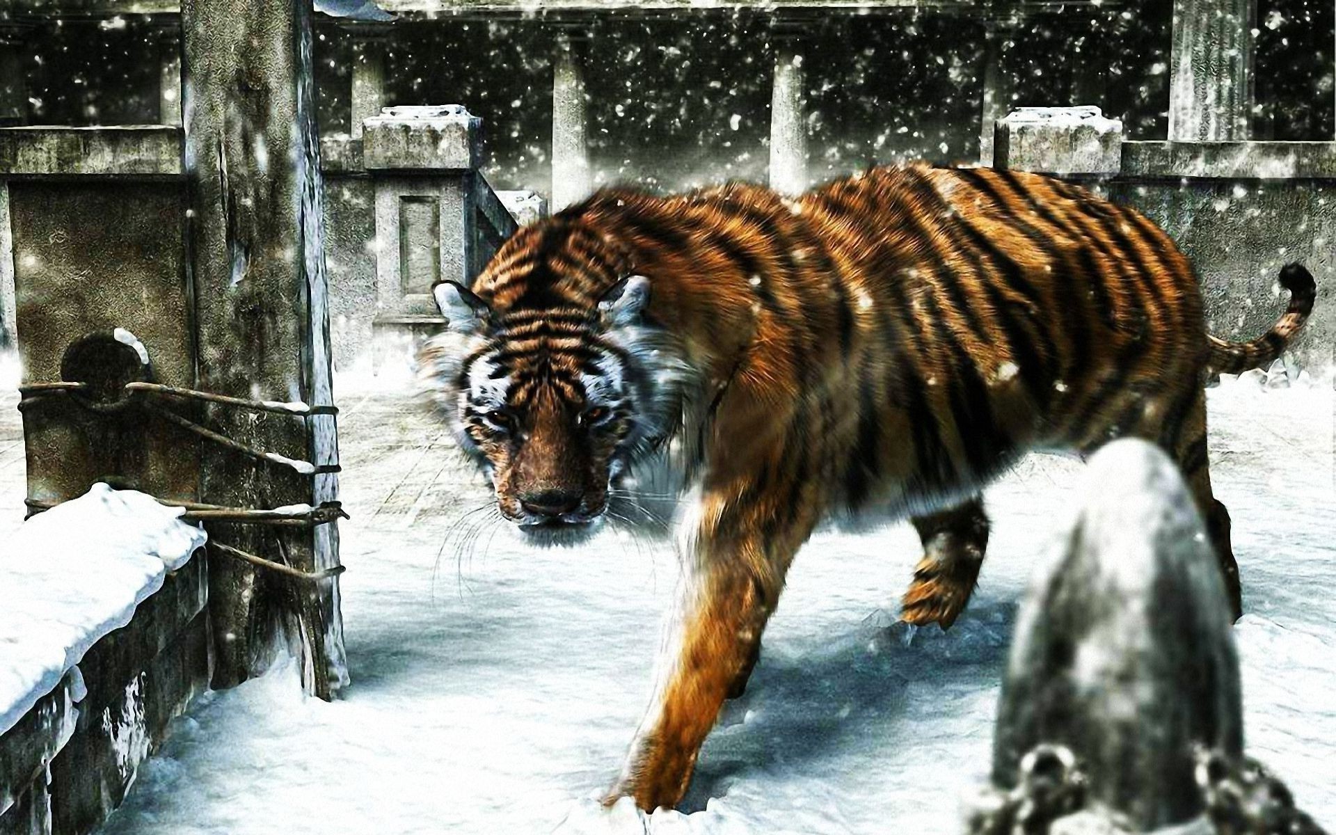 tigres mamífero vida selvagem dois inverno neve animal luz do dia natureza selvagem ao ar livre madeira sozinho jardim zoológico