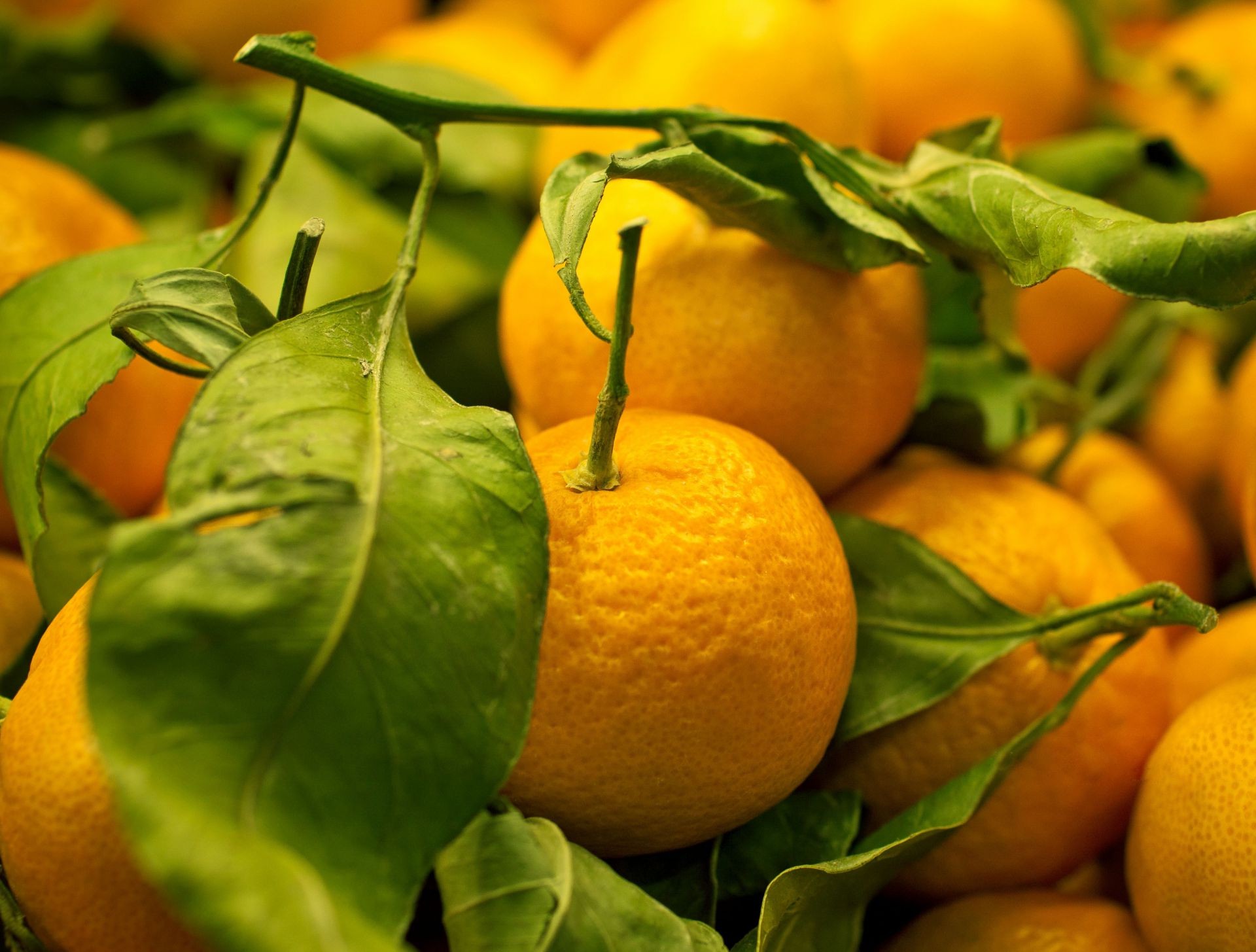 obst blatt essen zitrus saftig zitrone natur gesundheit wachsen saft mandarine landwirtschaft weide essen