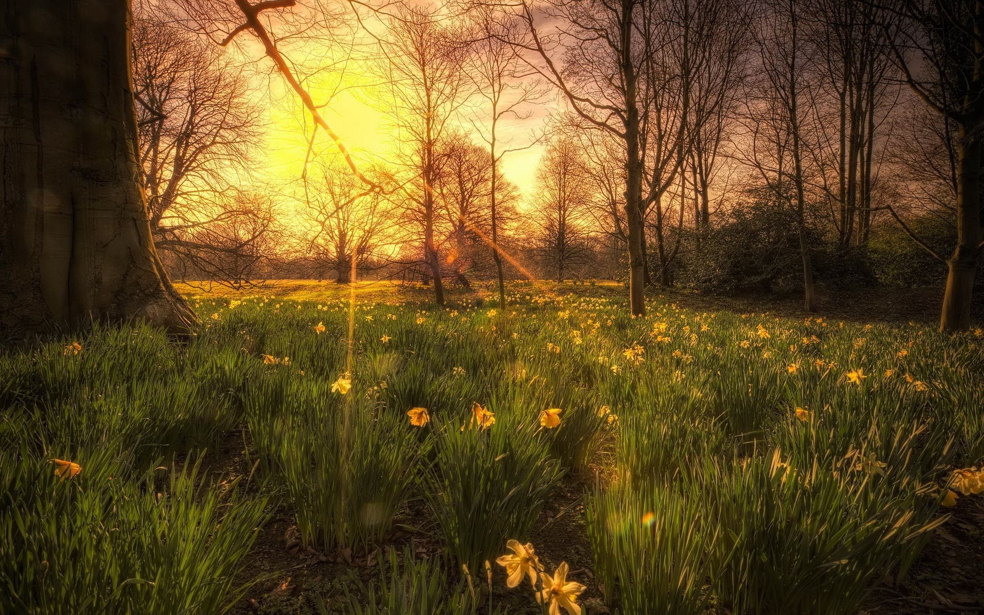 tramonto e alba paesaggio natura alba albero parco legno fiore foglia luce autunno sole scenico bel tempo all aperto colore stagione