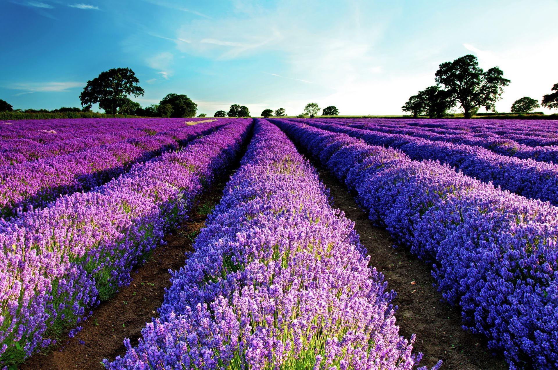 champs prairies et vallées fleur champ lavande nature flore bluming jardin couleur agriculture paysage violet été rural à l extérieur floral campagne ferme saison