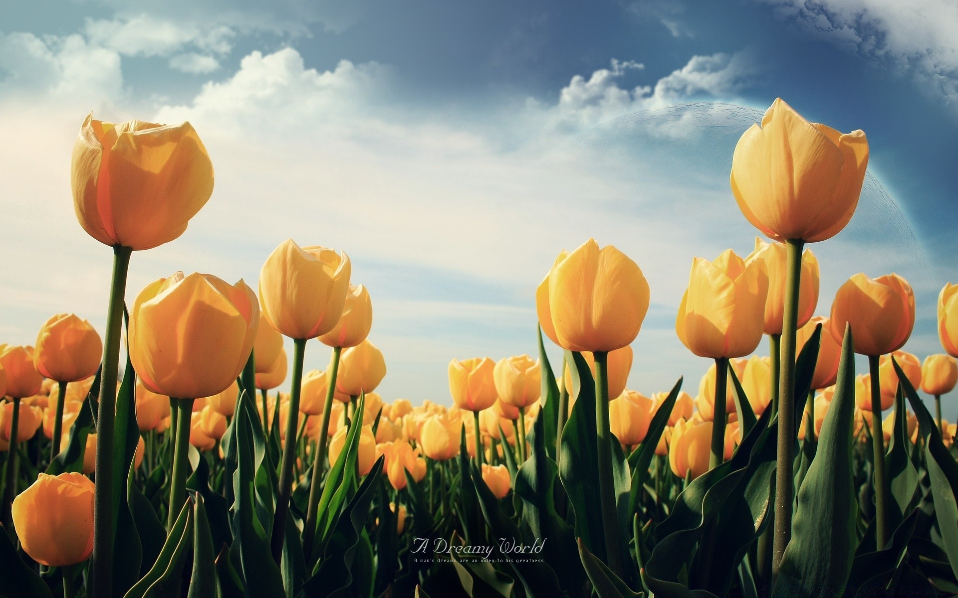 creative nature tulip summer fair weather sun leaf bright flower easter flora garden field outdoors growth color season