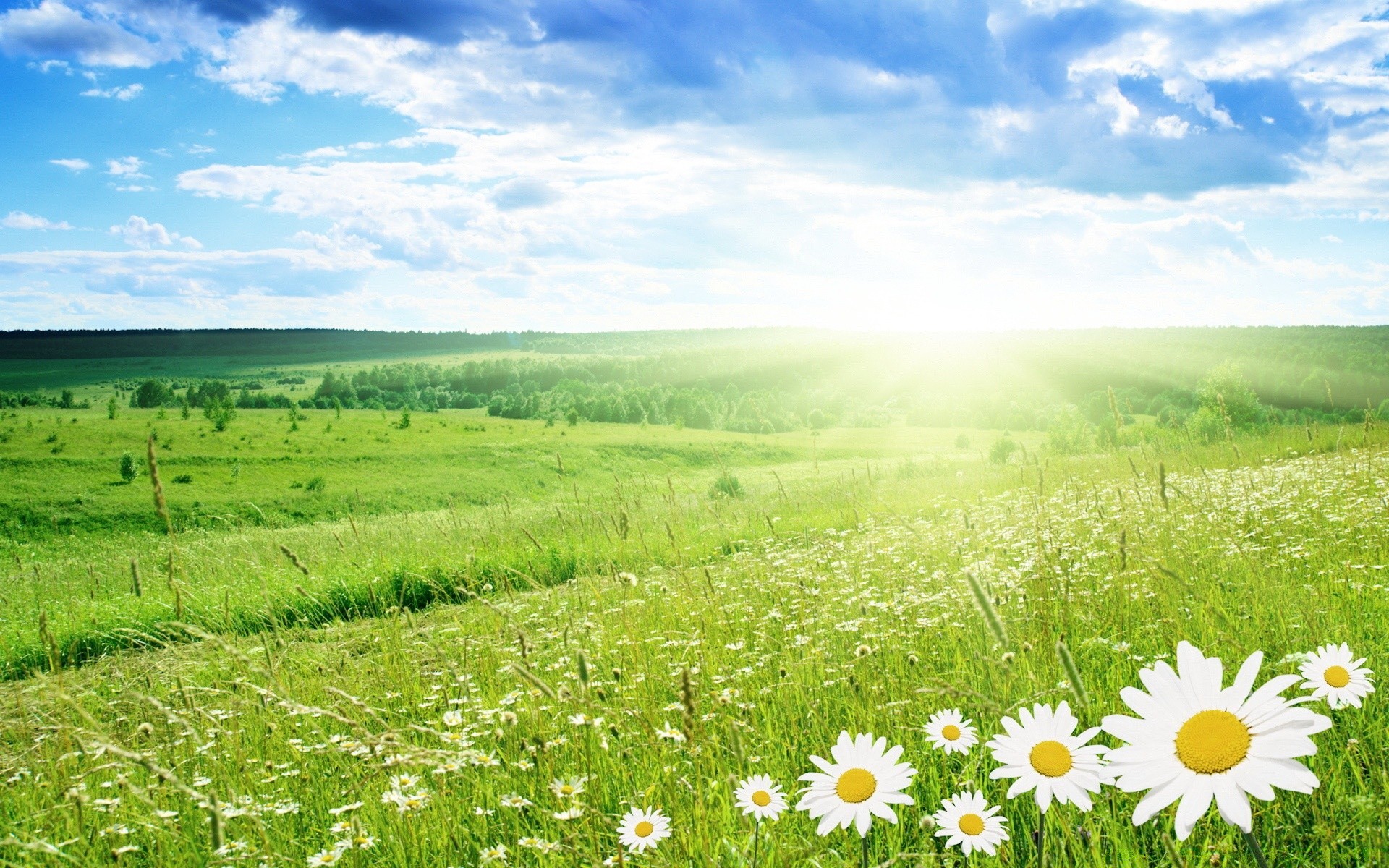 creative hayfield field summer grass nature rural landscape sky pasture flora bright fair weather countryside growth scene sun outdoors flower idyllic