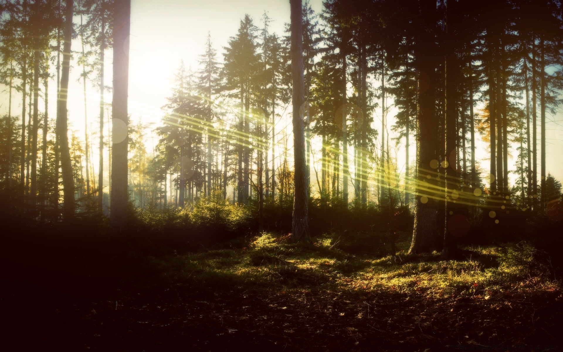 kreativ holz landschaft holz licht nebel natur umwelt nebel dämmerung sonne filiale park schatten herbst gutes wetter geheimnis hintergrundbeleuchtung im freien