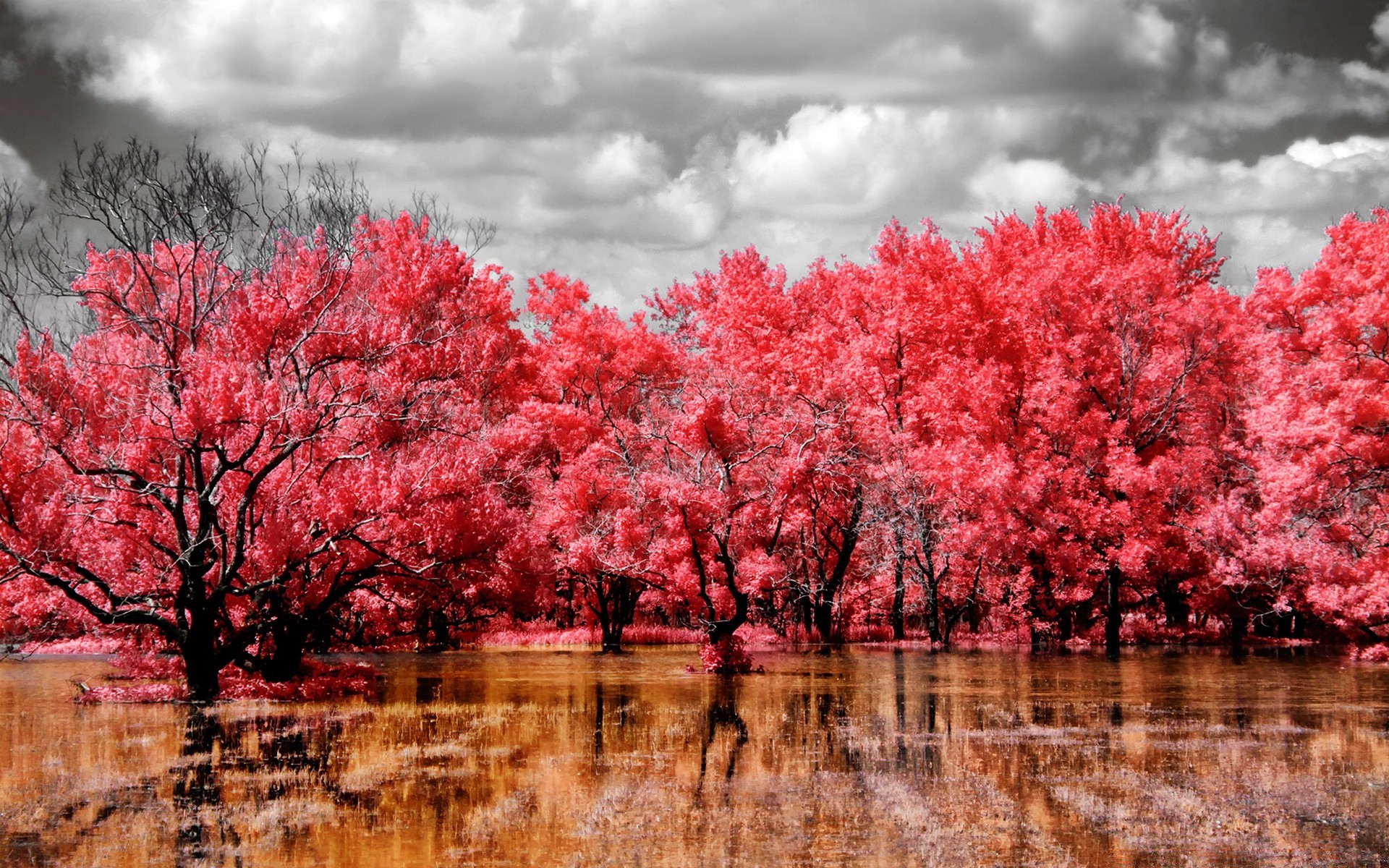 kreativ baum landschaft saison natur zweig park im freien flora hell szene farbe blume blatt himmel herbst garten landschaft landschaftlich umwelt