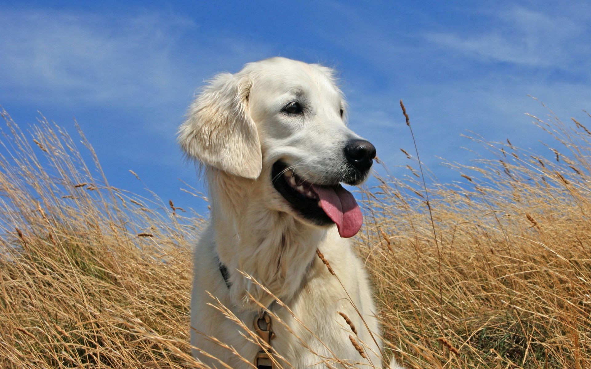 perros perro hierba animal retrato naturaleza mascota mamífero lindo perro campo verano cielo