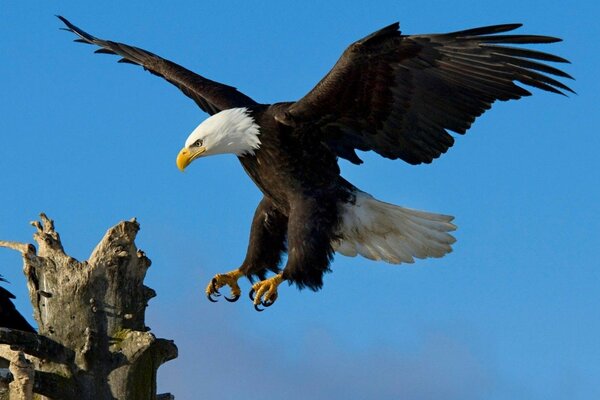 Flying eagle is a huge bird predator