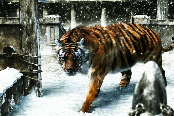 A tiger in the wild walks in the snow