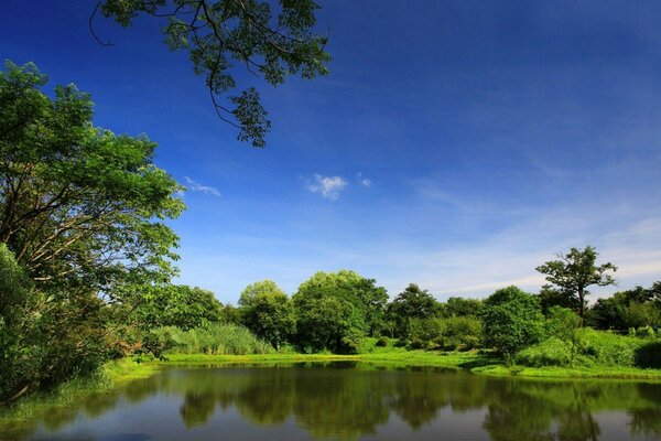 Landscape lake and green forest