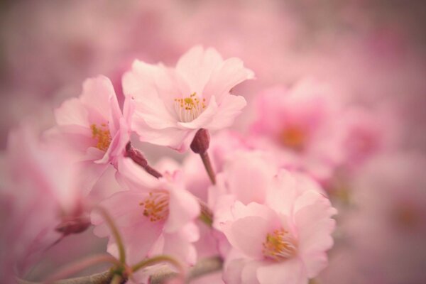 Flowers pink spring nature garden