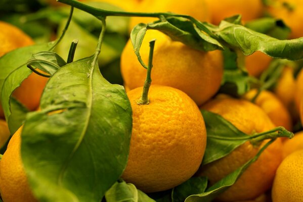 Beautiful photo of a lemon with a leaf