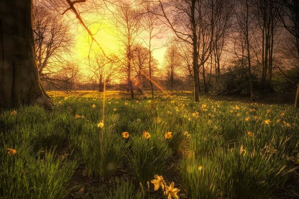 Landschaft eines schönen Sonnenuntergangs im Wald