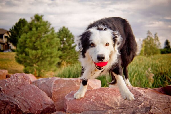 Perro en la naturaleza, no muerde no ladra