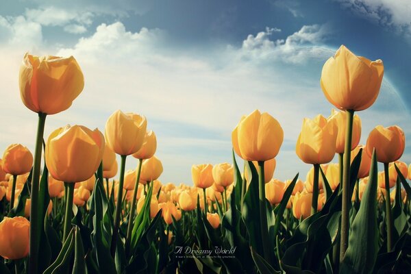 Feld der gelben Tulpen auf einem blauen Himmelshintergrund