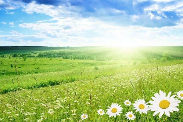 Journée ensoleillée dans la nature