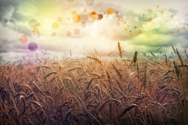 Ears of wheat under a gray sky