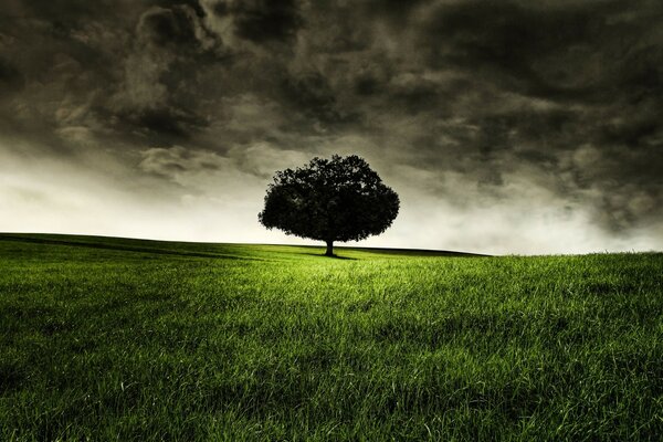 Ein einsamer Baum in der Dunkelheit auf einer grünen Wiese. Bleihimmel. Vorahnung. Vor einem Gewitter. Landschaft