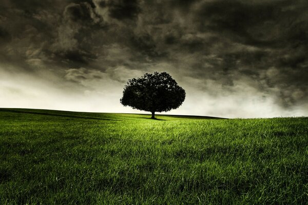 Un albero solitario nell oscurità in un prato verde. Cielo di piombo. Presentimento. Prima di un temporale. Paesaggio