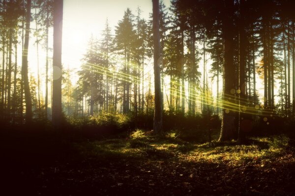 Forest in the rays of the sun