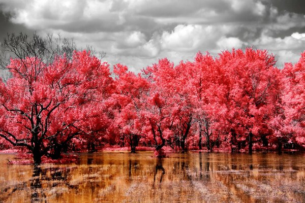 Red trees against a gray sky