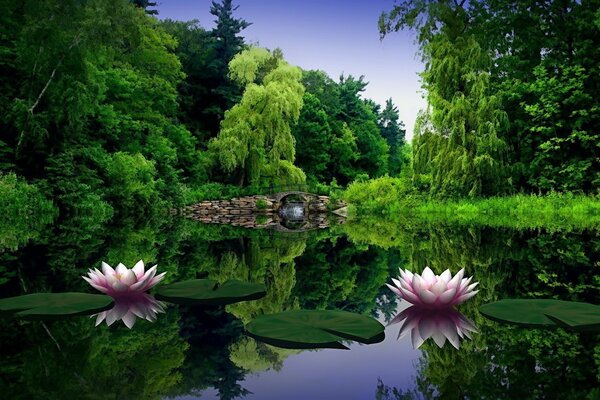 Piscina na floresta com lindos nenúfares