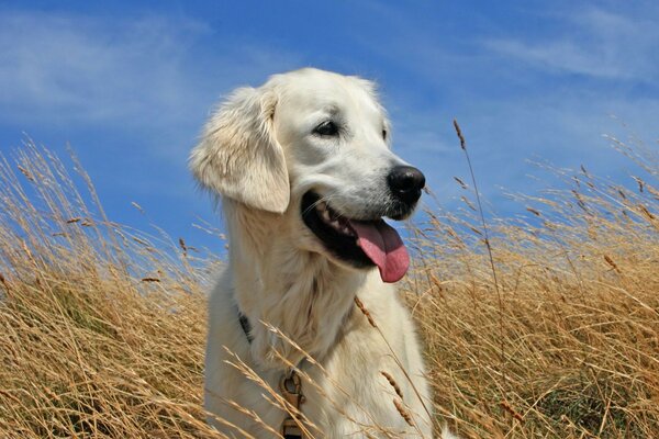 Retriever field dog joy summer