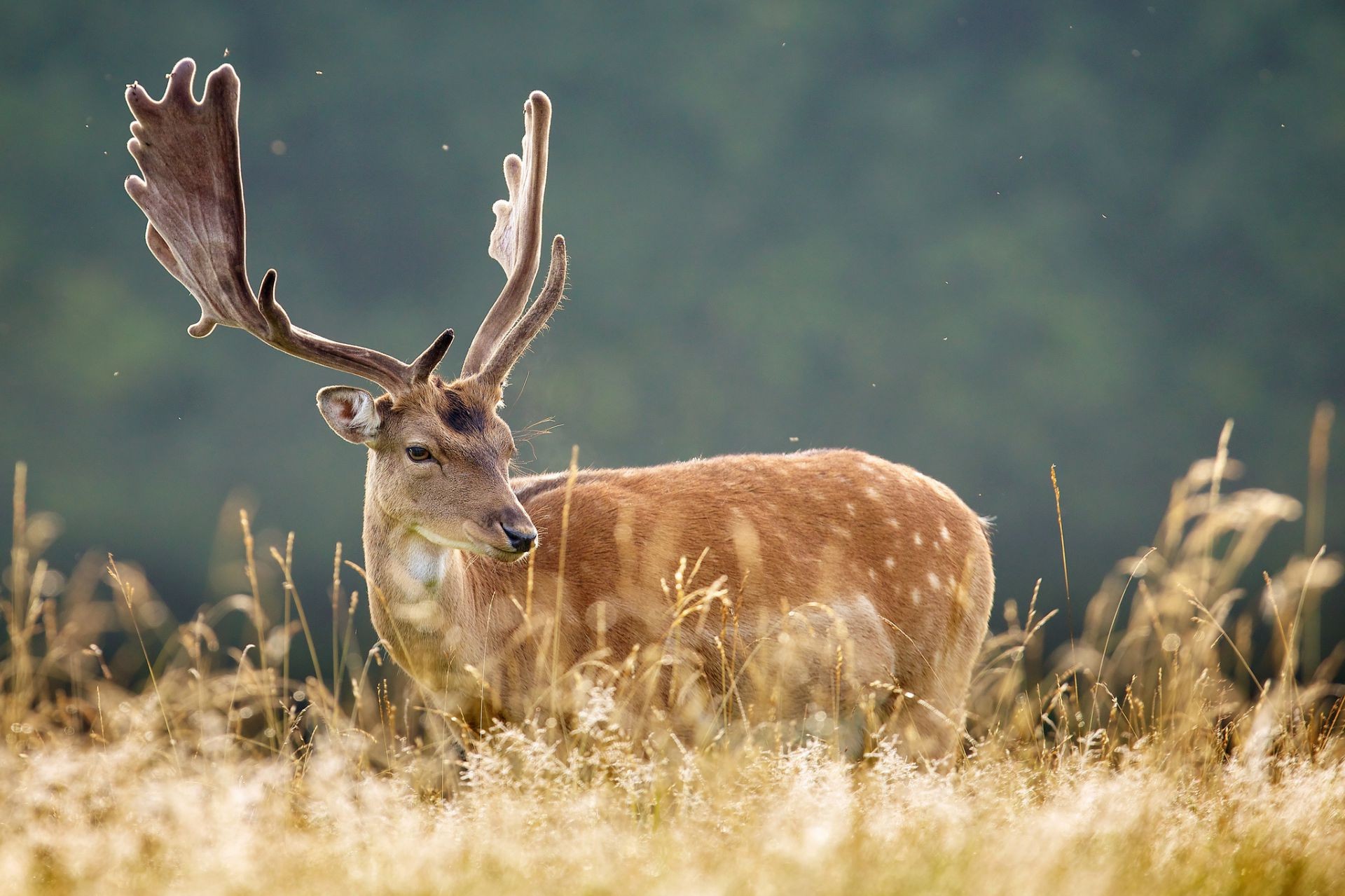 deer grass wildlife mammal nature antler animal buck wild hayfield outdoors field stag