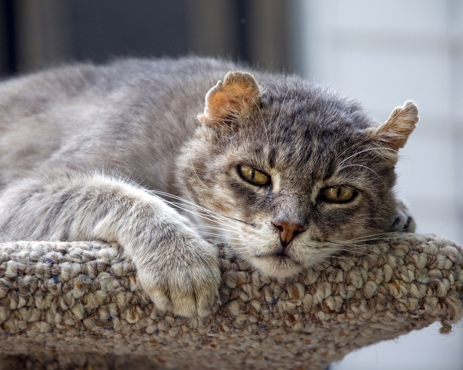 gatos gato gatinho fofa animal mamífero doméstico pele animal de estimação cinza adorável olho jovem fofo visualização cabelo retrato pequeno para baixo tabby bigode