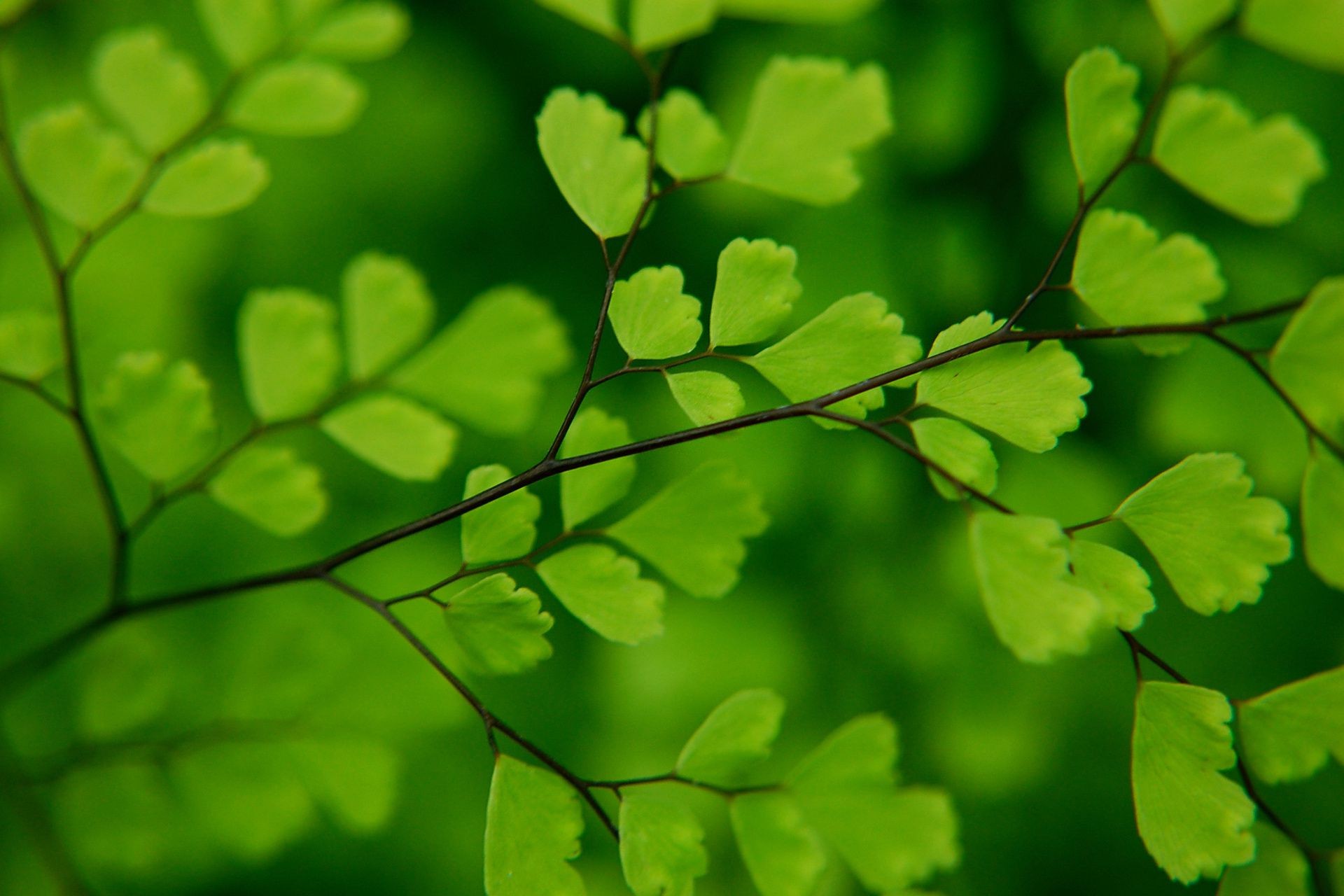 leaves leaf flora growth blur nature lush environment garden summer rain outdoors ecology tree sun fair weather