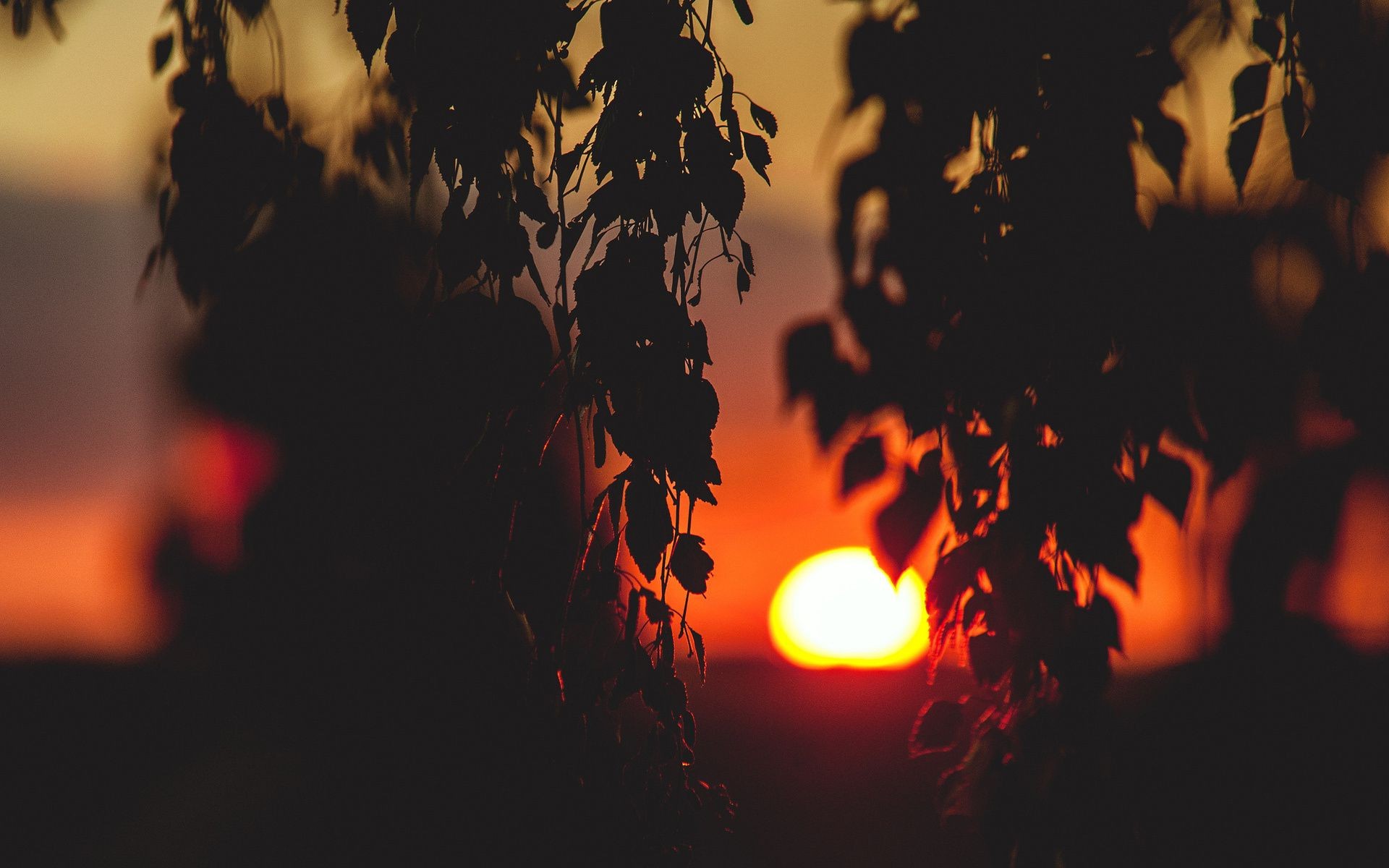 tramonto e alba fiamma scuro silhouette luce astratto tramonto caldo natale sera halloween