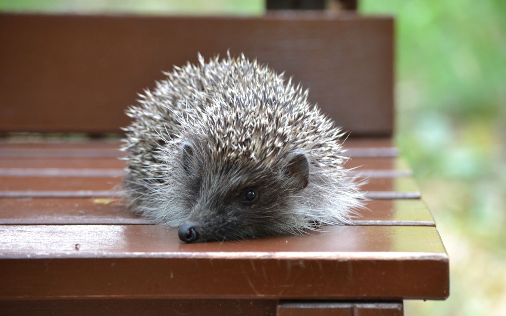 tiere säugetier holz hecke im freien tierwelt